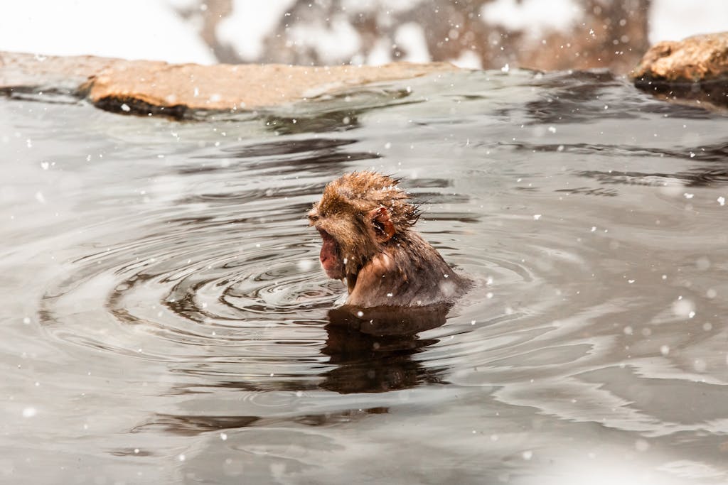 A snow monkey enjoys the warmth of a hot spring in Yamanochi, Nagano, Japan during winter snowfall.