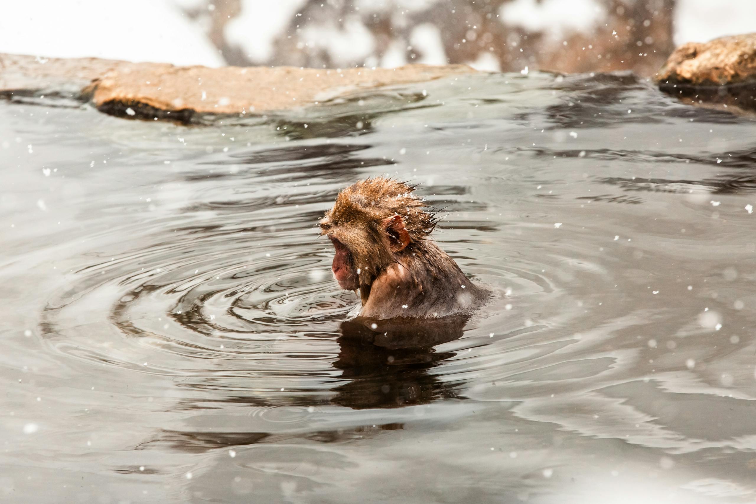A snow monkey enjoys the warmth of a hot spring in Yamanochi, Nagano, Japan during winter snowfall.